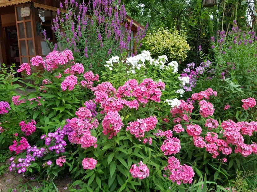  - 2020_Phlox