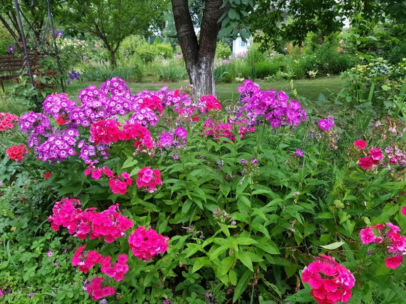  - 2020_Phlox