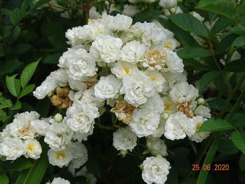  - Trandafiri 2020