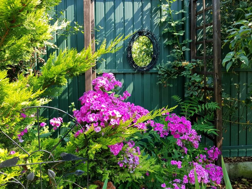  - 2020_Phlox