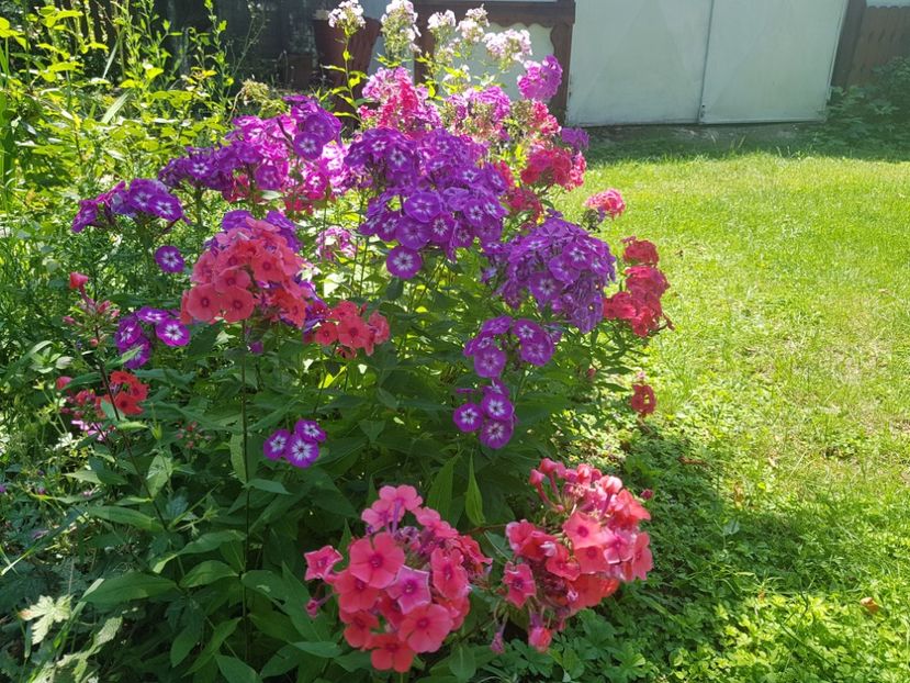  - 2020_Phlox
