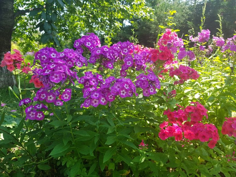  - 2020_Phlox