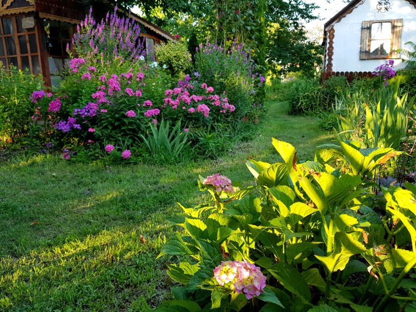  - 2020_Phlox