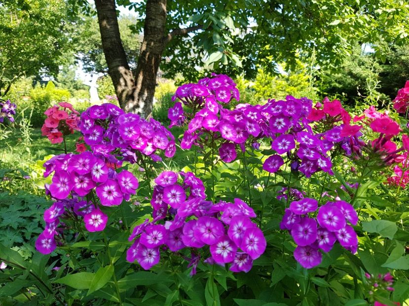  - 2020_Phlox