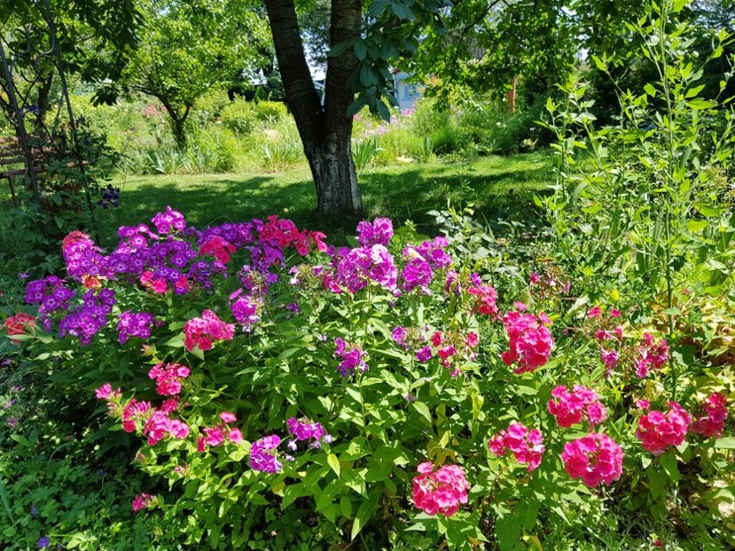  - 2020_Phlox