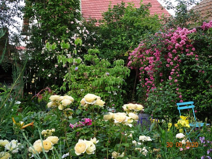  - Gradina 2020