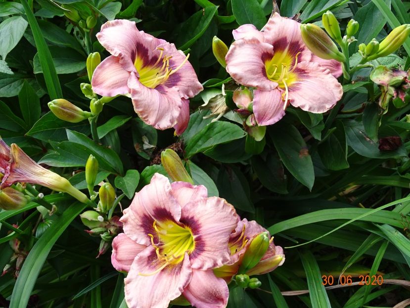  - Hemerocallis 2020