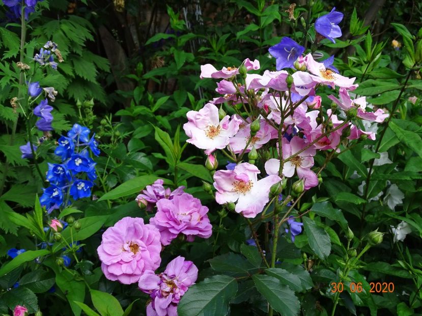  - Trandafiri 2020