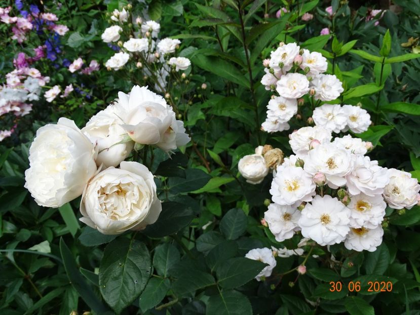 - Trandafiri 2020