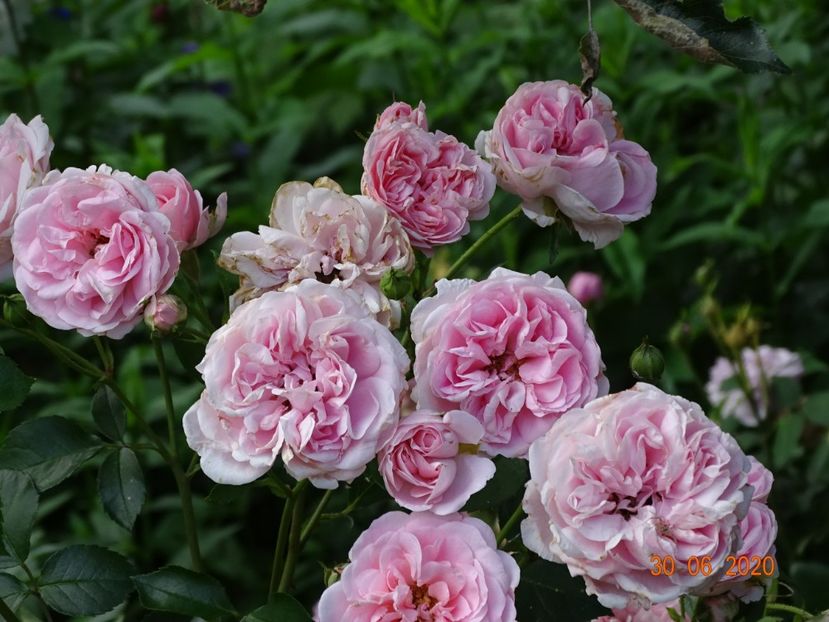  - Trandafiri 2020