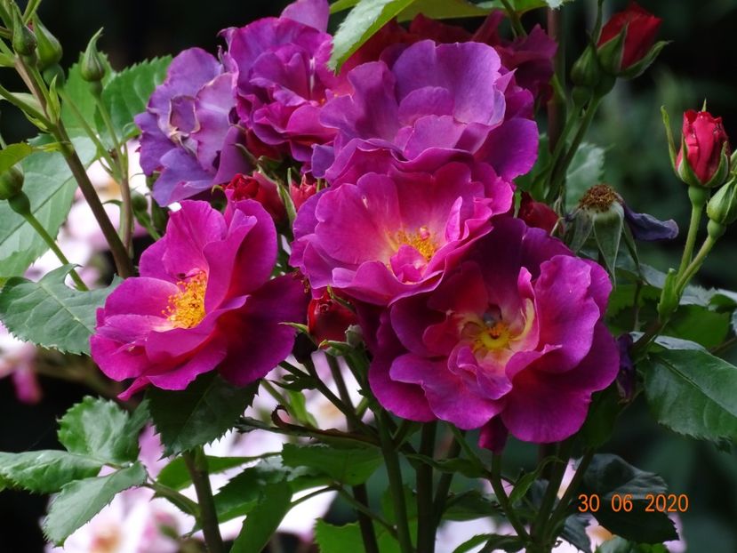  - Trandafiri 2020