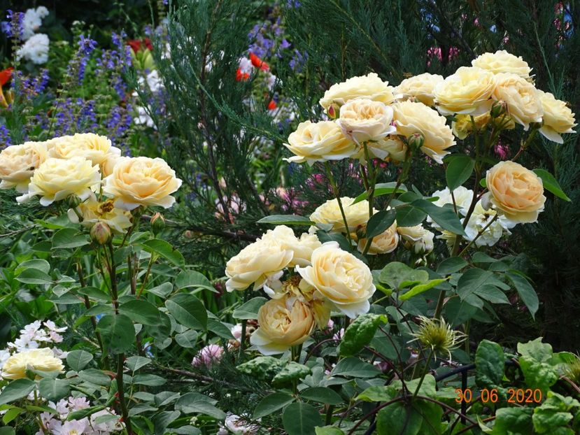  - Trandafiri 2020