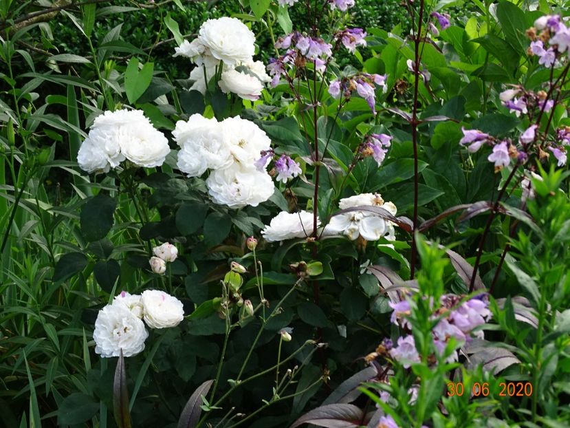  - Trandafiri 2020