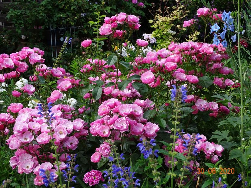  - Trandafiri 2020