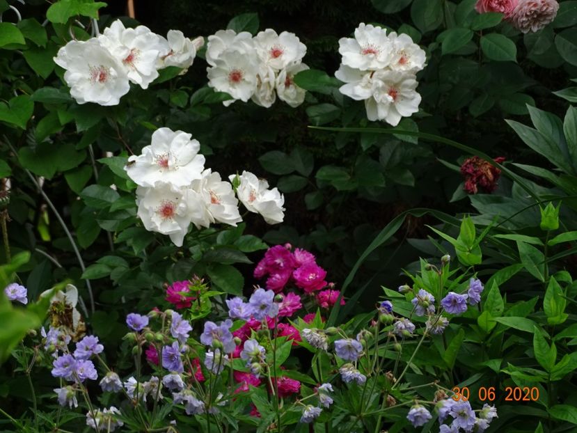  - Trandafiri 2020