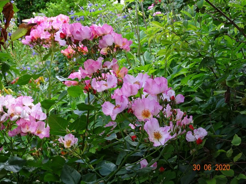  - Trandafiri 2020