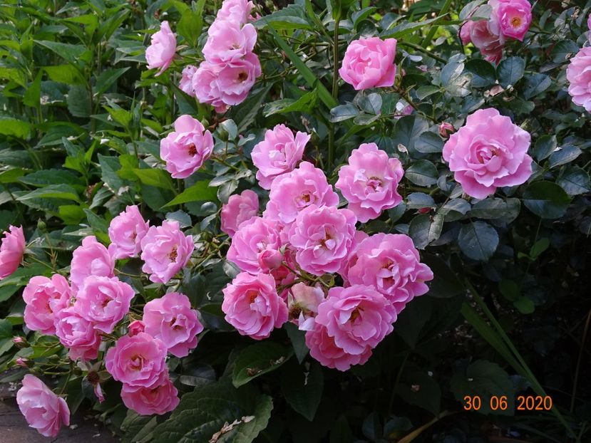  - Trandafiri 2020