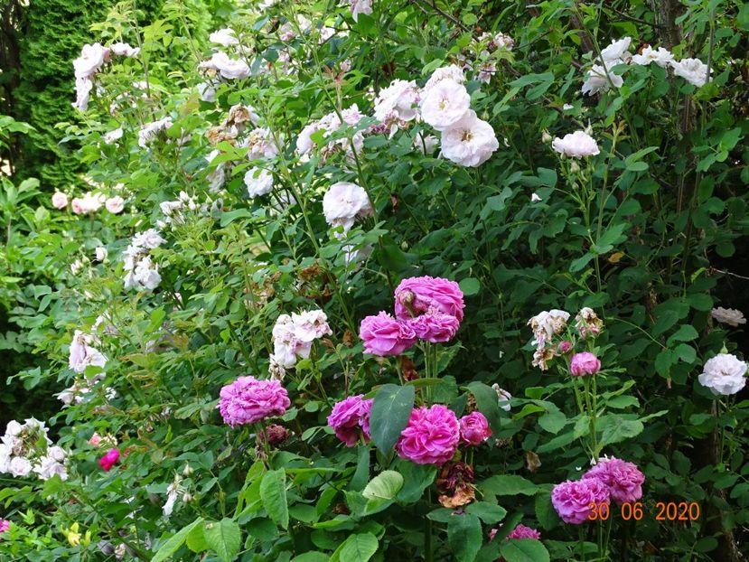  - Trandafiri 2020