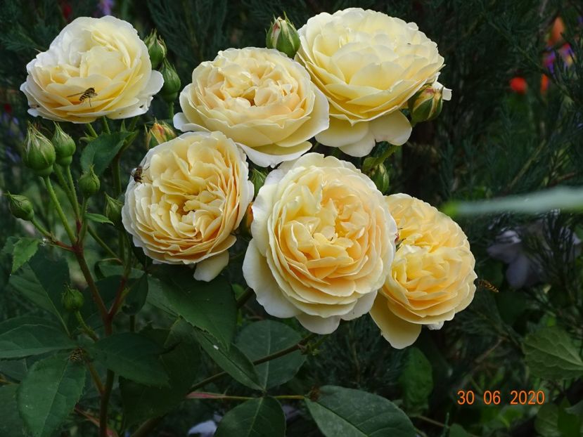  - Trandafiri 2020