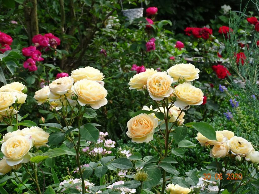  - Trandafiri 2020