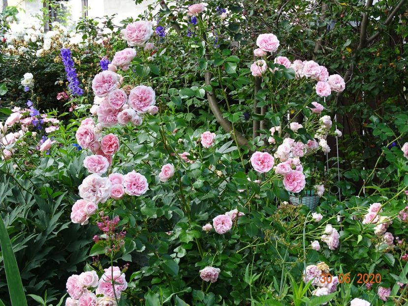  - Trandafiri 2020