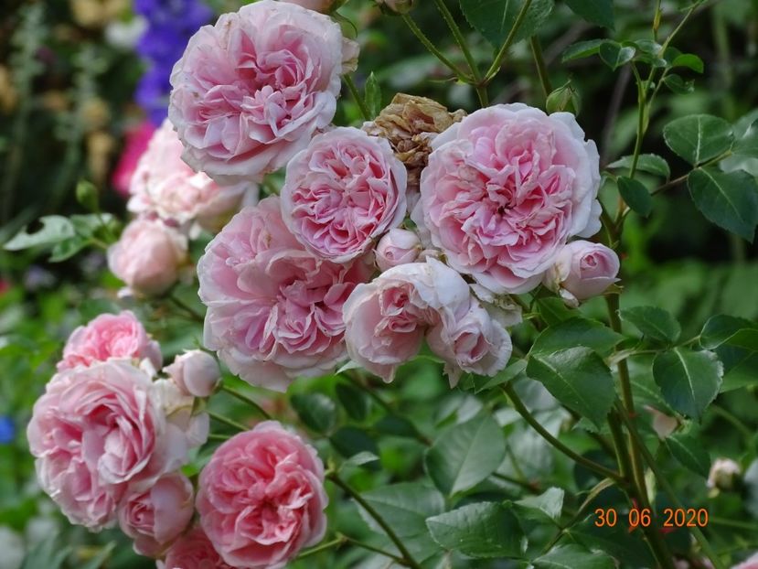  - Trandafiri 2020