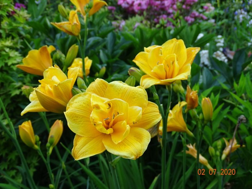  - Hemerocallis 2020