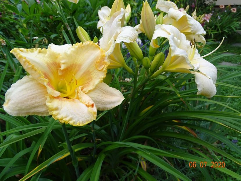  - Hemerocallis 2020