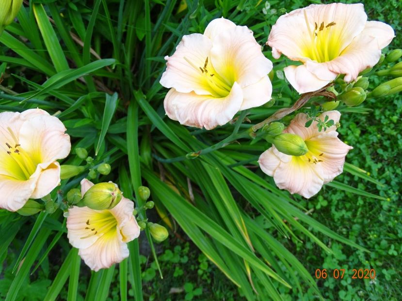  - Hemerocallis 2020