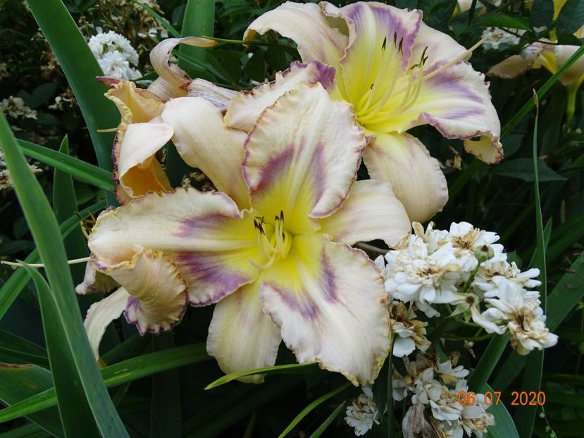  - Hemerocallis 2020