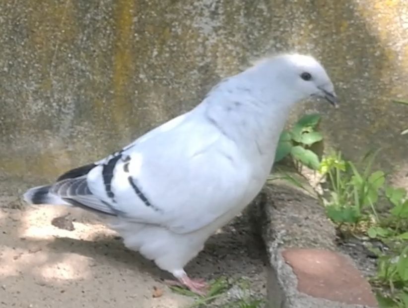 PL20-JRS 27 (F.) - g- MLODE-2020 - Youth