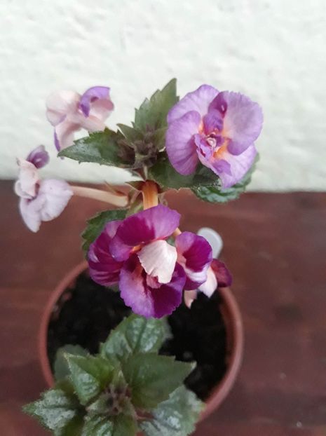  - 001 2021 - TROPICAL DUSK