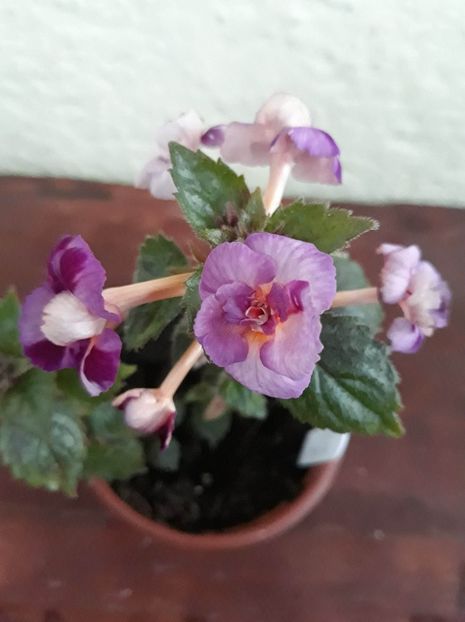  - 001 2021 - TROPICAL DUSK