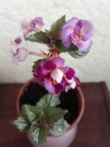  - 001 2021 - TROPICAL DUSK