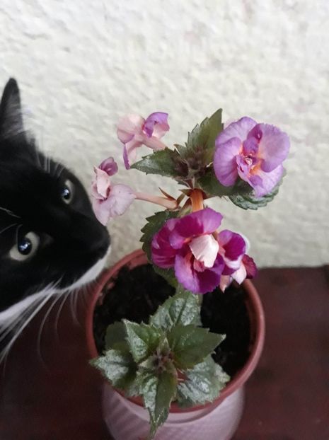  - 001 2021 - TROPICAL DUSK