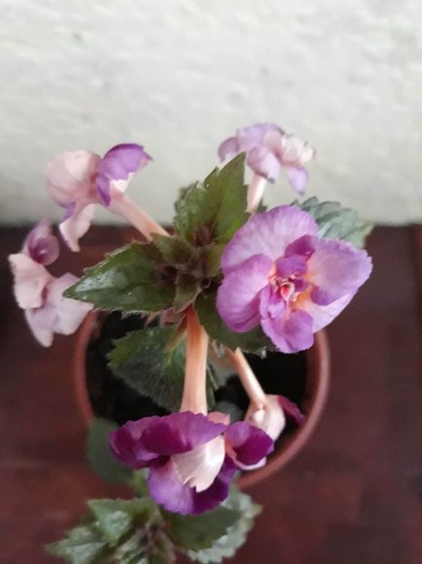  - 001 2021 - TROPICAL DUSK