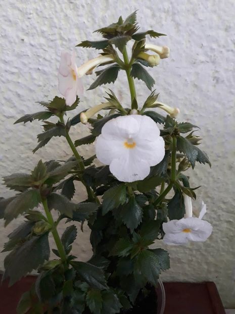  - R21 - BRID s GWINDI