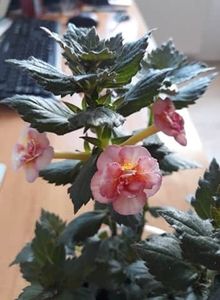  - 0001 2022 - Amelia Vitorino