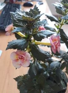  - 0001 2022 - Amelia Vitorino