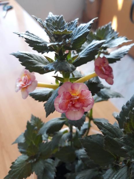  - 0001 2022 - Amelia Vitorino