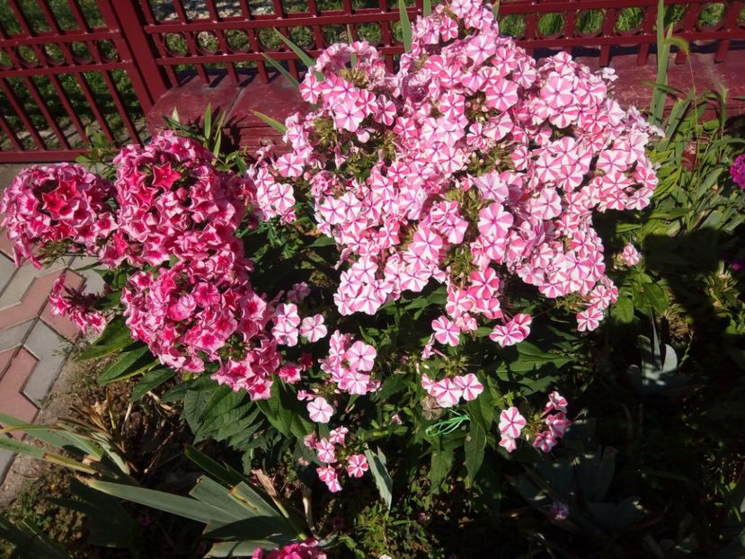  - 0- PHLOX - ECHINACEA- RUDBECKIA- si alte perene