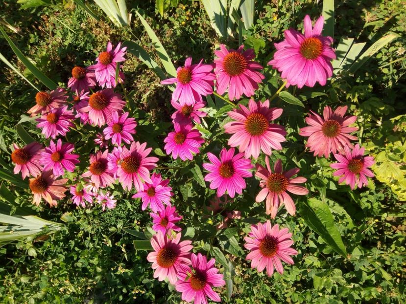  - 0- PHLOX - ECHINACEA- RUDBECKIA- si alte perene