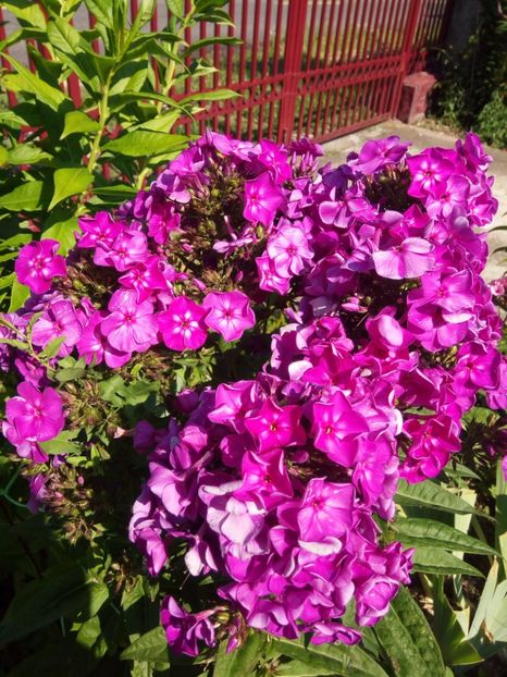  - 0- PHLOX - ECHINACEA- RUDBECKIA- si alte perene