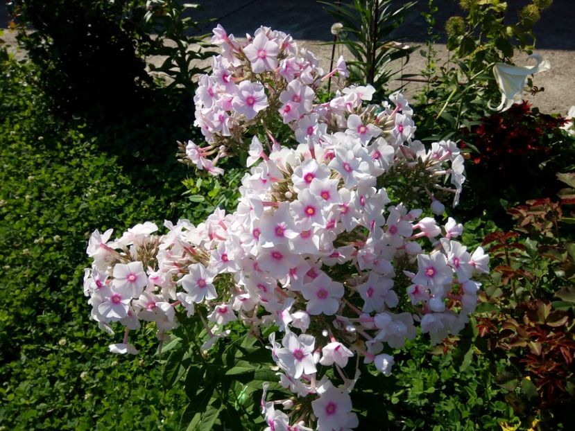  - 0- PHLOX - ECHINACEA- RUDBECKIA- si alte perene