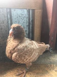 1127F2C1-1DBF-4261-9410-526813EBAE94 - Pui AGH 2020