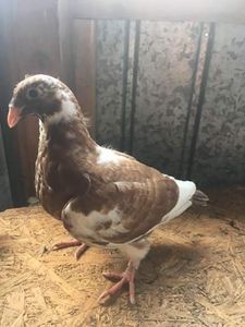 7AEAC045-BD90-4C38-ADA9-A729806260AB - Pui AGH 2020