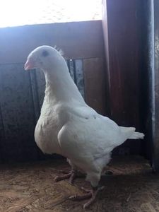 63871871-79DB-44F2-B3B2-C7D4BCAFEA94 - Pui AGH 2020