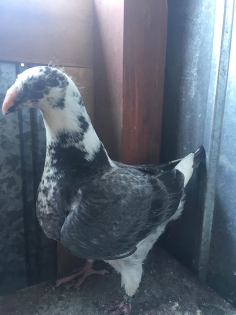 E2D48BAB-F4D7-4BEE-B208-96404EEEF7B9 - Pui AGH 2020