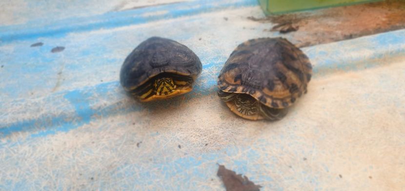  - Țestoase cu tâmple galbene de vânzare