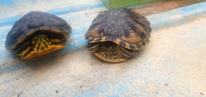  - Țestoase cu tâmple galbene de vânzare